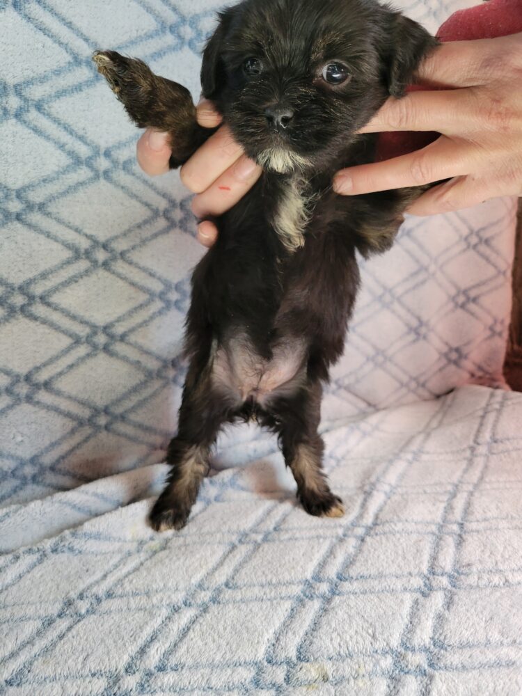 Elvira's Female #1 Born 12/19/25 $2575 - Image 6