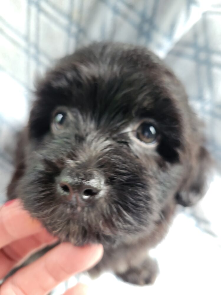 Laura's Male #1 Born 5/4/26 $2275 is on his way home with Jojo in California! - Noah's Little Ark