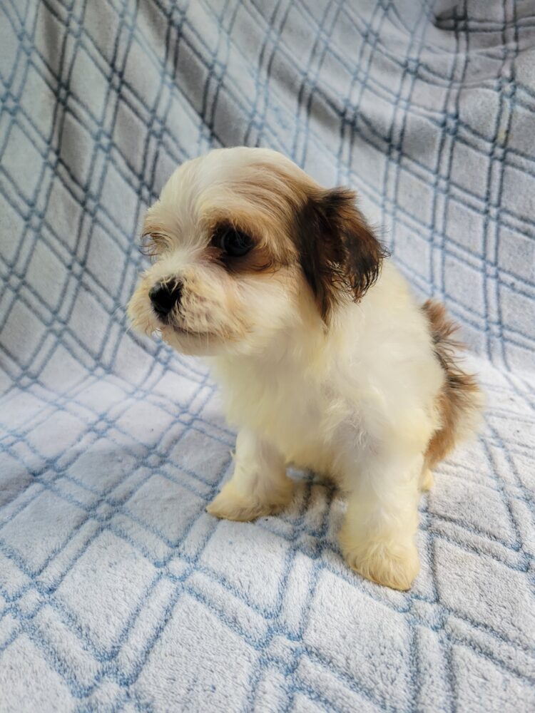 Tracys Male #1 Born 5/12/26 $2275 - Noah's Little Ark