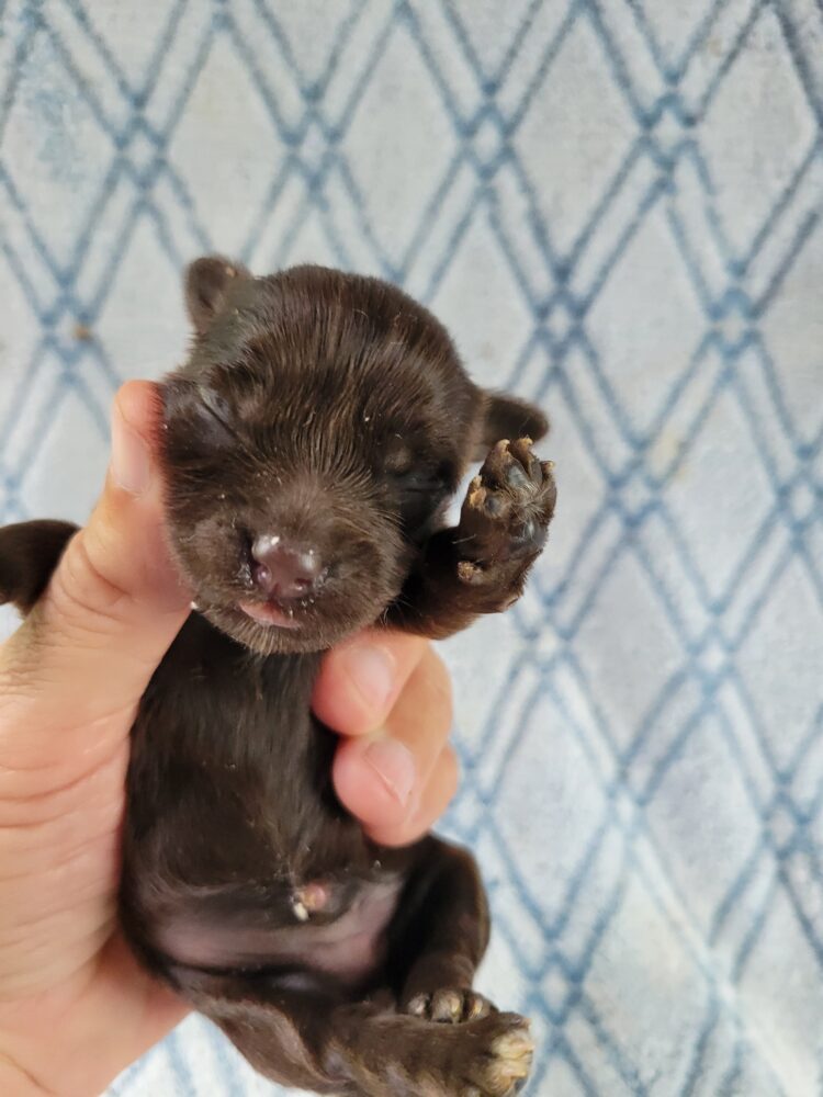 Paisleys Female #1 Born 7/16/26 $2775 - Image 21