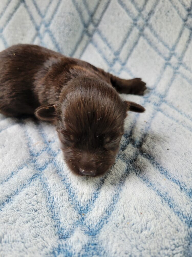 Paisleys Female #1 Born 7/16/26 $2775 - Image 20