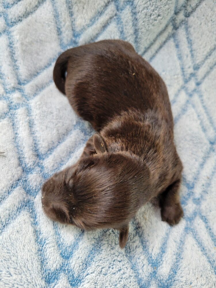Paisleys Female #1 Born 7/16/26 $2775 - Image 19