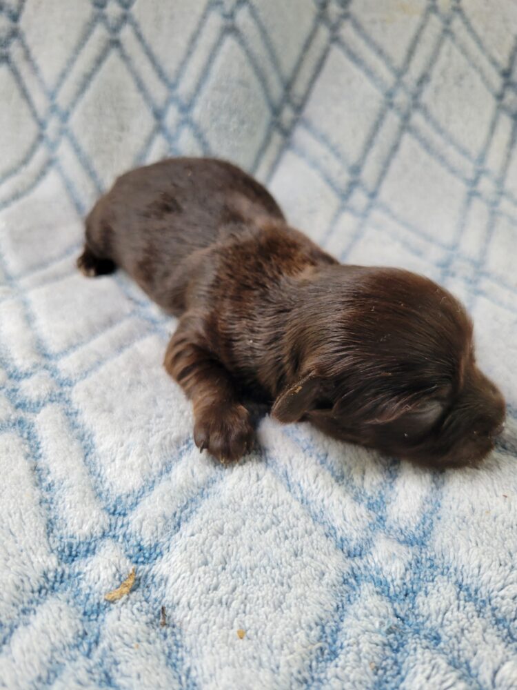 Paisleys Female #1 Born 7/16/26 $2775 - Image 18