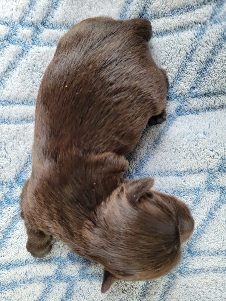Paisleys Female #1 Born 7/16/26 $2775 - Image 17