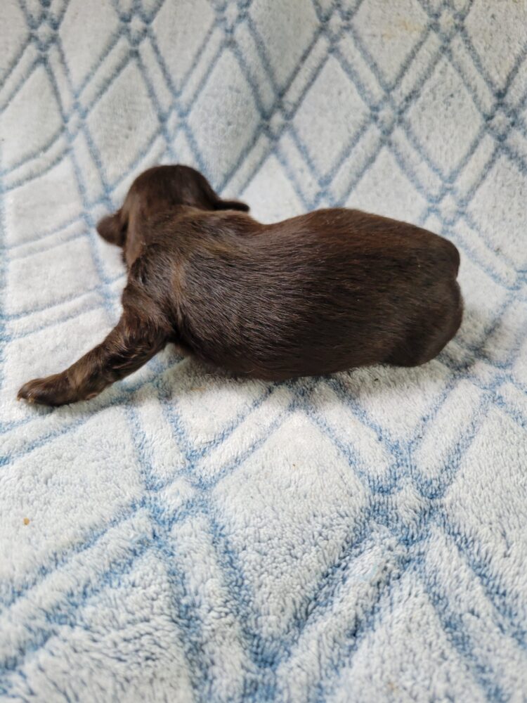 Paisleys Female #1 Born 7/16/26 $2775 - Image 16
