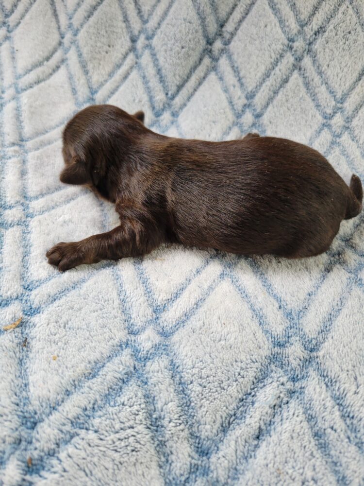 Paisleys Female #1 Born 7/16/26 $2775 - Image 15