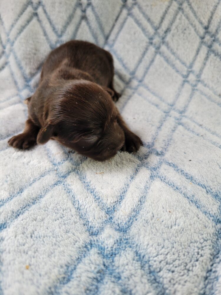 Paisleys Female #1 Born 7/16/26 $2775 - Image 14
