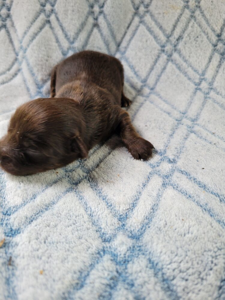 Paisleys Female #1 Born 7/16/26 $2775 - Image 13
