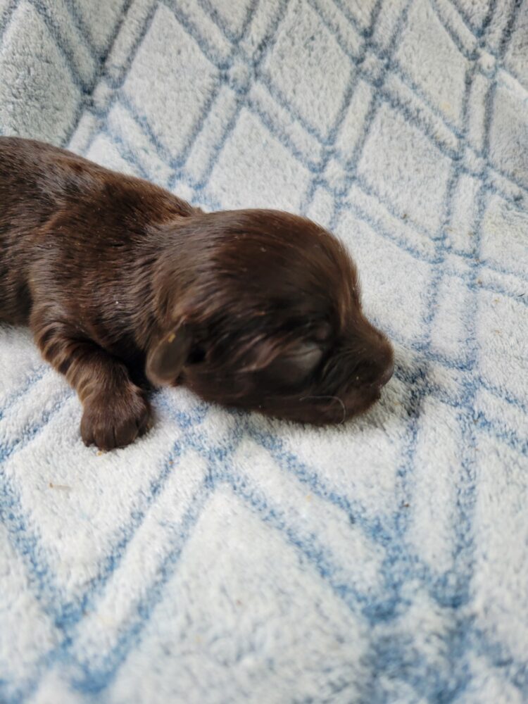 Paisleys Female #1 Born 7/16/26 $2775 - Image 12