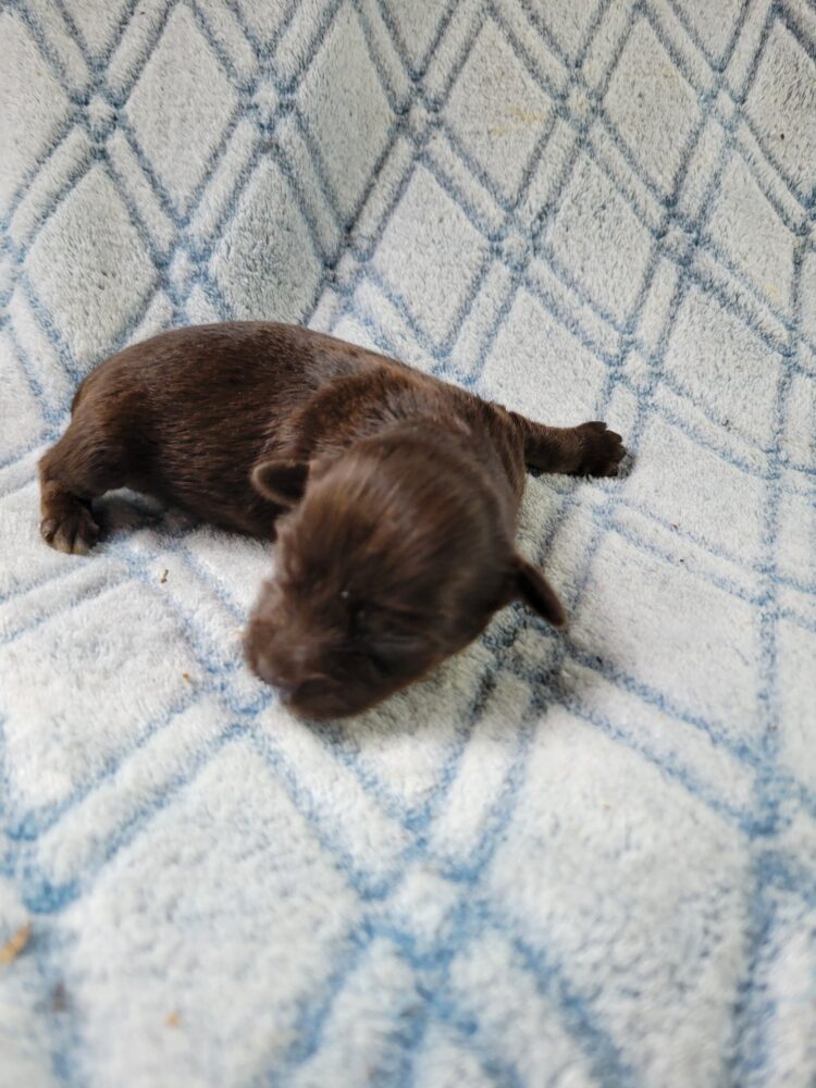 Paisleys Female #1 Born 7/16/26 $2775 - Image 11