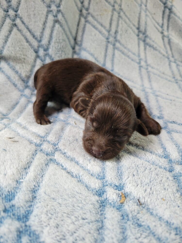 Paisleys Female #1 Born 7/16/26 $2775 - Image 10