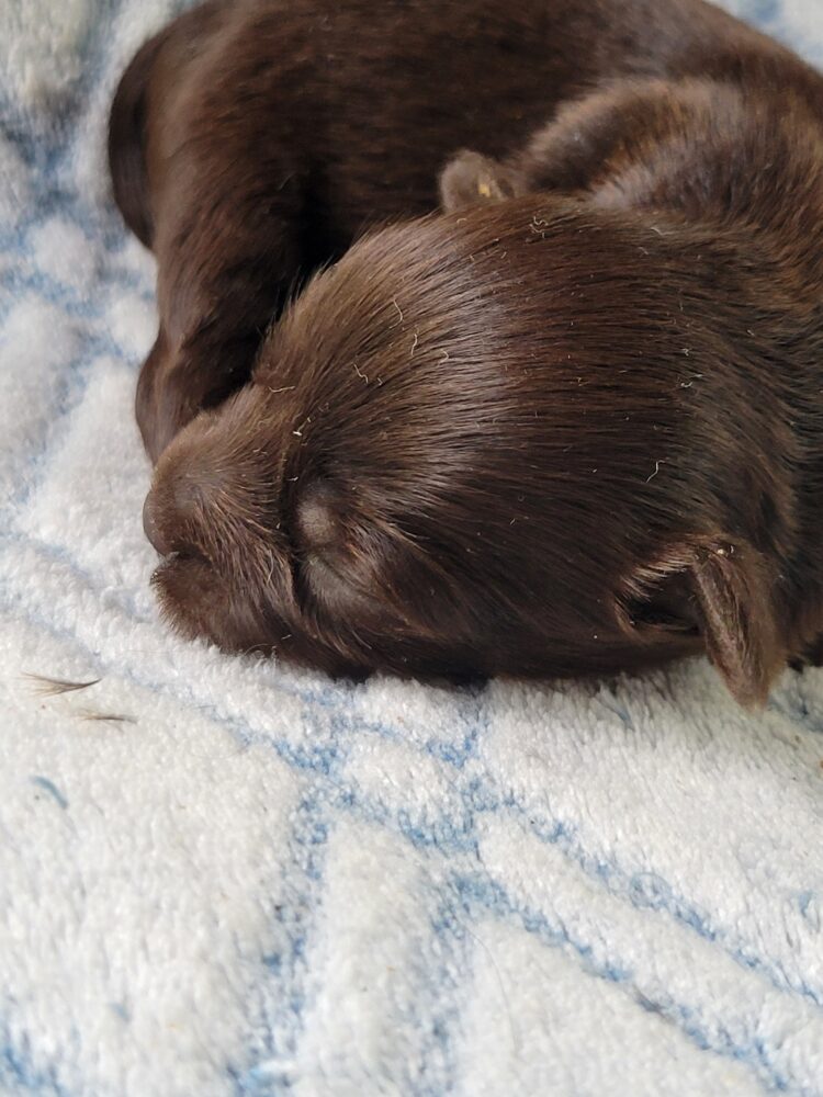 Paisleys Female #1 Born 7/16/26 $2775