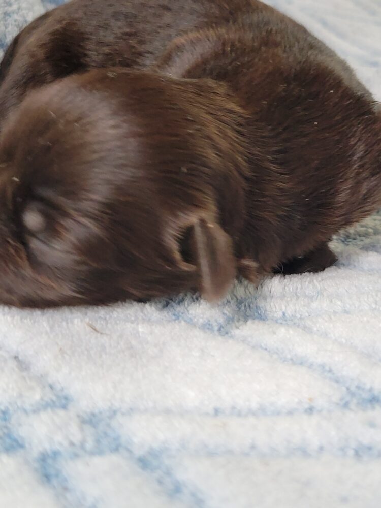 Paisleys Female #1 Born 7/16/26 $2775 - Image 8