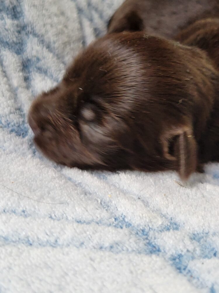 Paisleys Female #1 Born 7/16/26 $2775 - Image 7