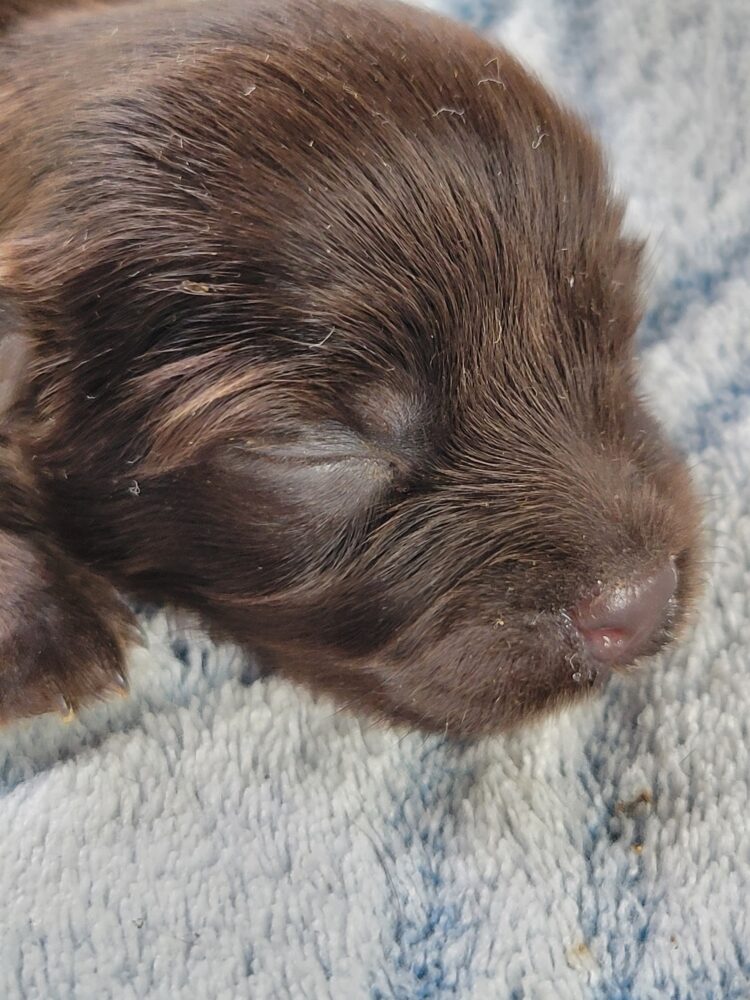 Paisleys Female #1 Born 7/16/26 $2775 - Image 6