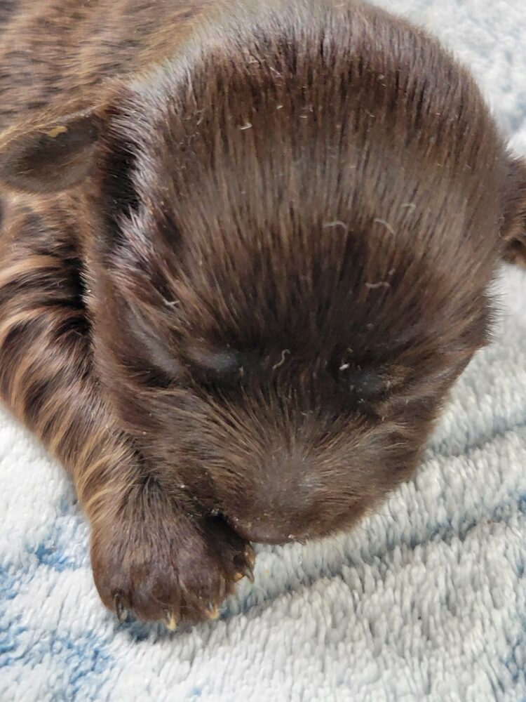 Paisleys Female #1 Born 7/16/26 $2775 - Image 5