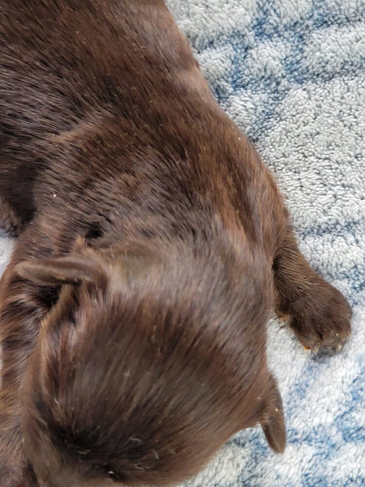 Paisleys Female #1 Born 7/16/26 $2775 - Image 4