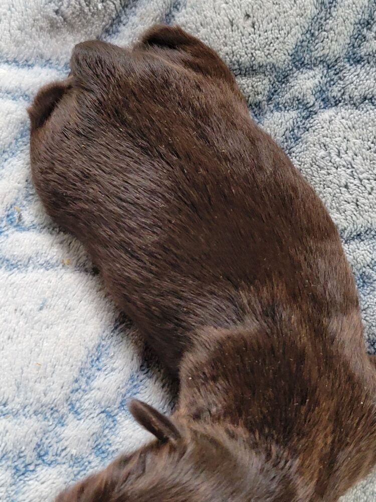 Paisleys Female #1 Born 7/16/26 $2775 - Image 3
