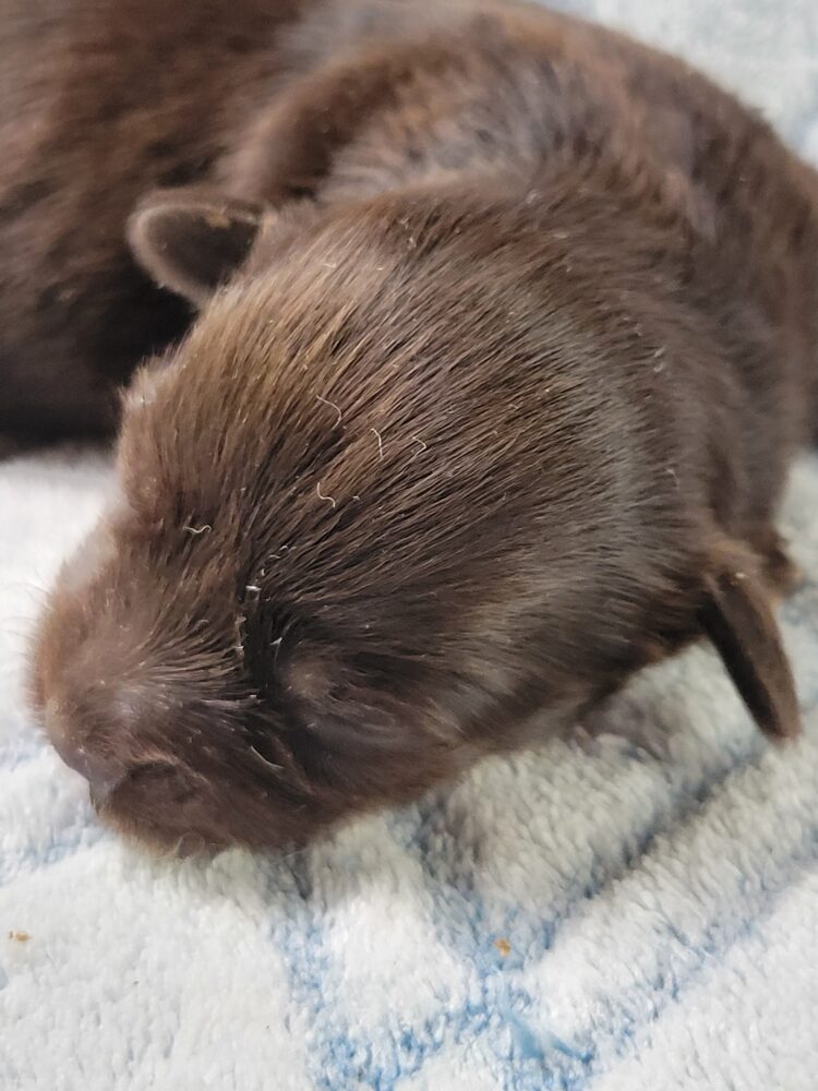 Paisleys Female #1 Born 7/16/26 $2775 - Image 2
